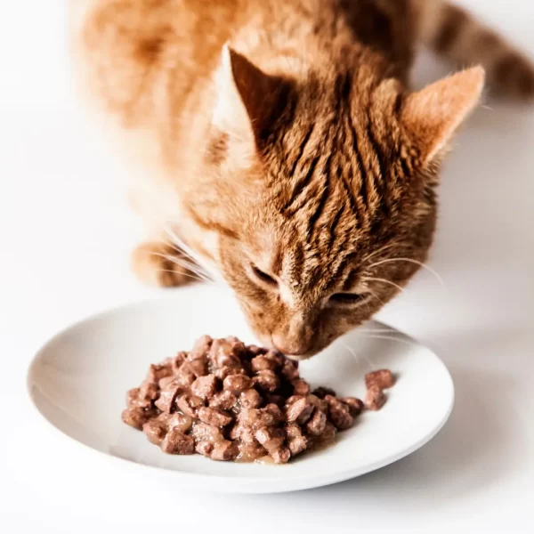 cat food wet