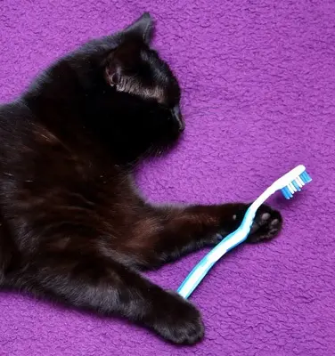 cat hygiene & cat toiletry care