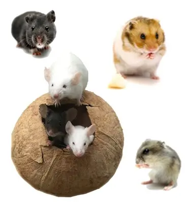 hamsters and mouce in dubai at pnc pets P&C