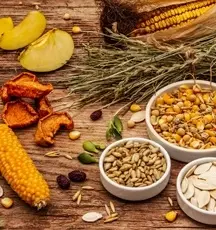 natural rodent food, hamster food in Dubai, rabbit food, guiney pig food