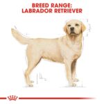 Royal Canin Breed Health Nutrition Labrador Adult 12 kg