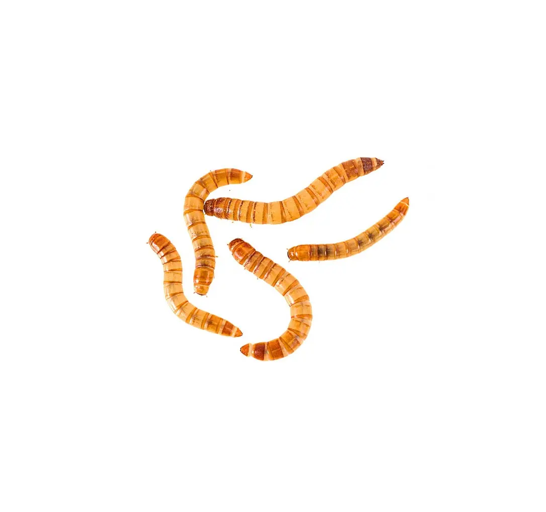 live-mealworms-mirdif live mealworms mirdif jpg
