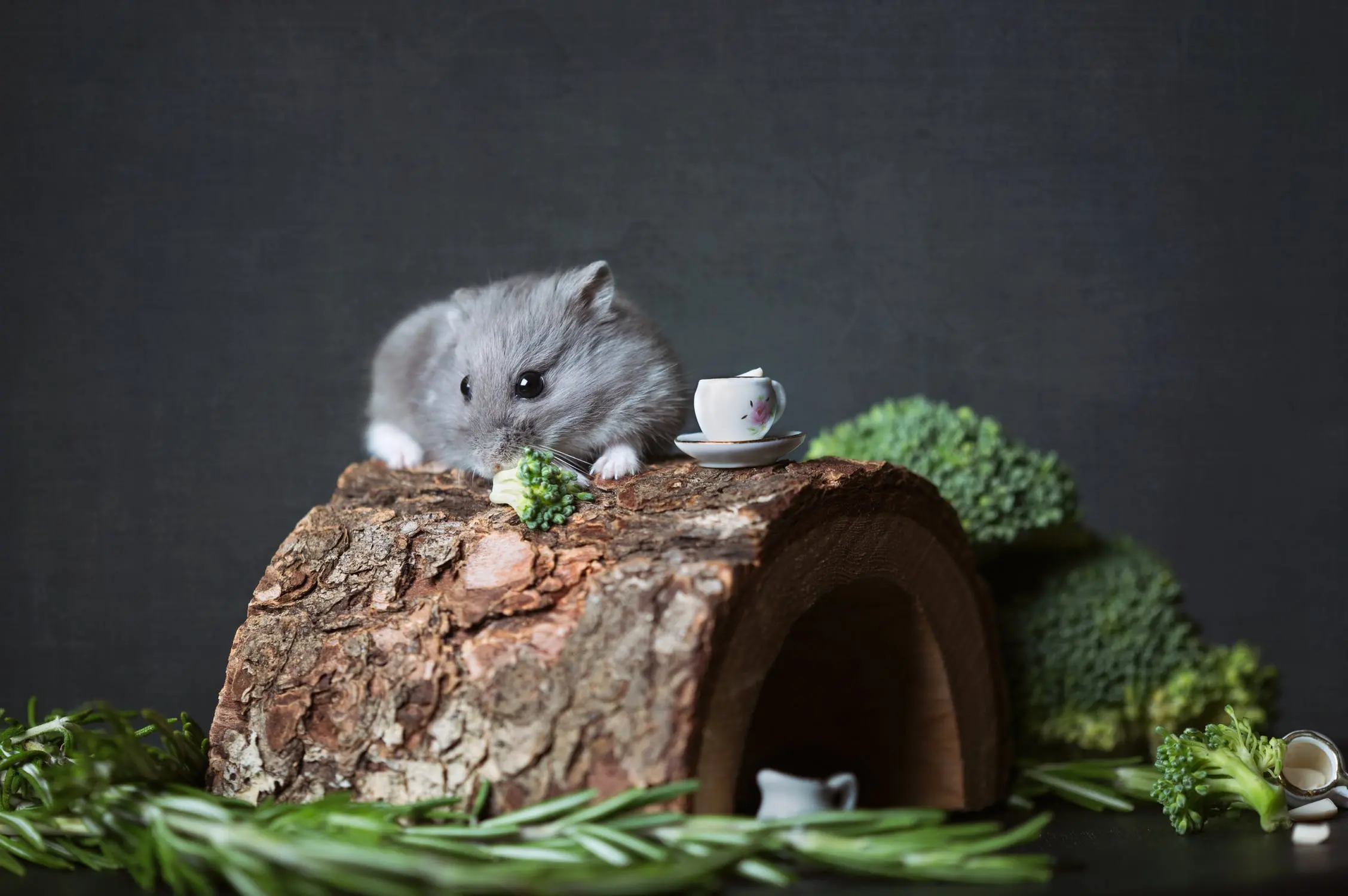 Winter White Dwarf Hamster Lifespan: A Comprehensive Guide