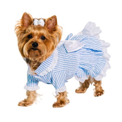 candy-striped-dog-dress-D436-Dog_06