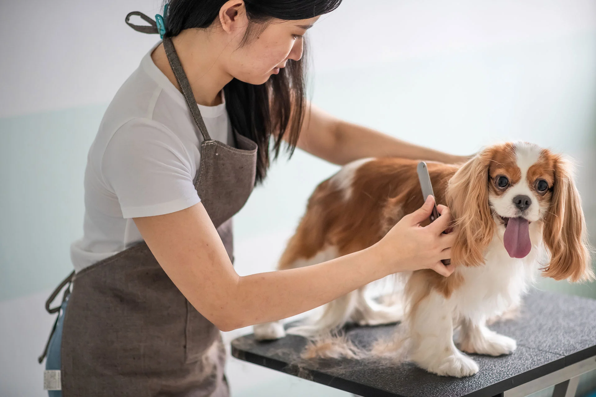 pawandclaw slide1 webp