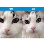 Earthbath Hypoallergenic Eye Wipes (Witch Hazel & Aloe) – 30 Wipes