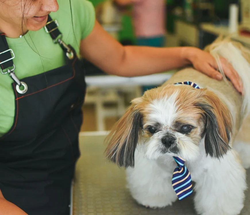 pawandclaw about us img webp