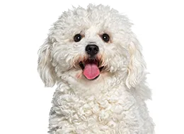 Dog & Cat Grooming Experts,Professional Pet Grooming Dubai Mirdif