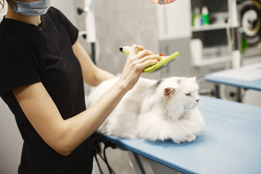 Cat receiving professional grooming and spa treatment at Paws & Claws Pets in Mirdif, Dubai