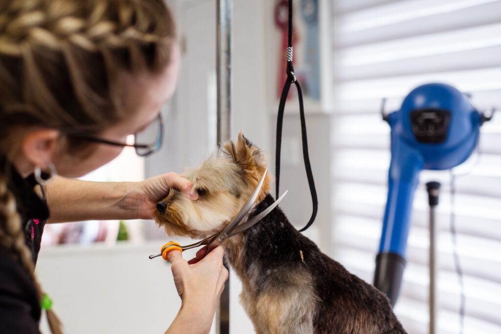 Dog Spa & Grooming Services