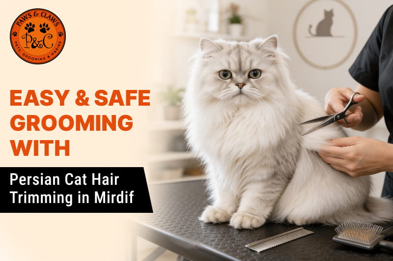Professional Persian cat grooming and hair trimming service at Paws & Claws Pets in Mirdif, Dubai, ensuring safe and gentle pet care.