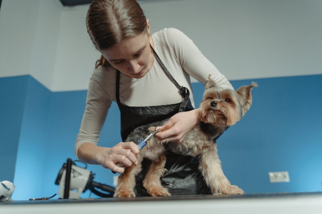 Pet spa and grooming services: woman grooming a small Yorkie dog on a table.