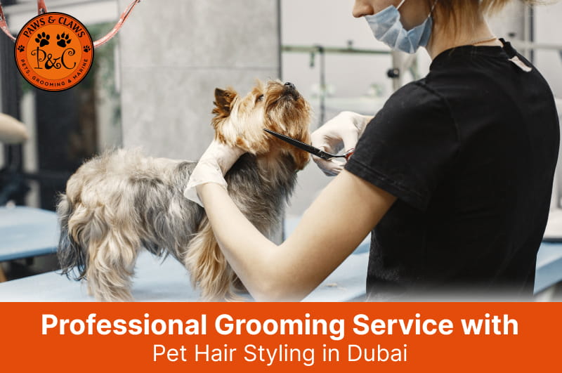 Professional pet grooming and hair styling service at Paws & Claws Pets in Dubai, featuring a groomer carefully trimming a small dog in a clean grooming salon.