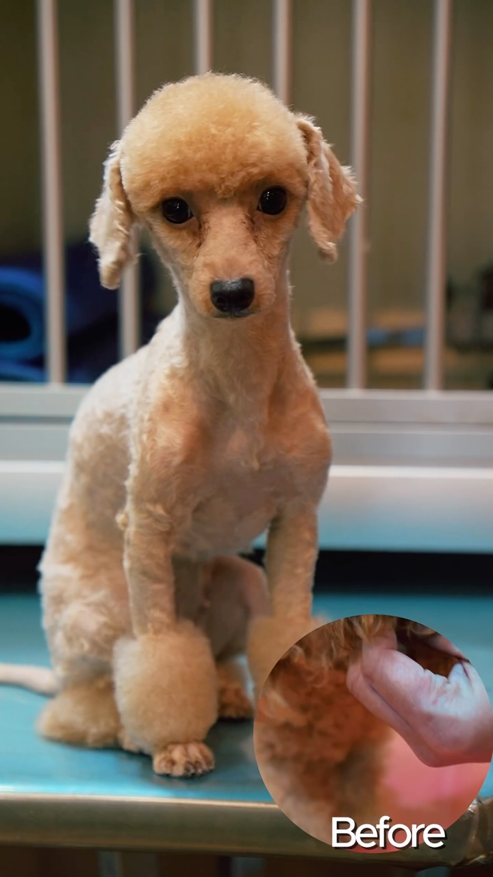 Your Pet’s Happy Place for Premium Care