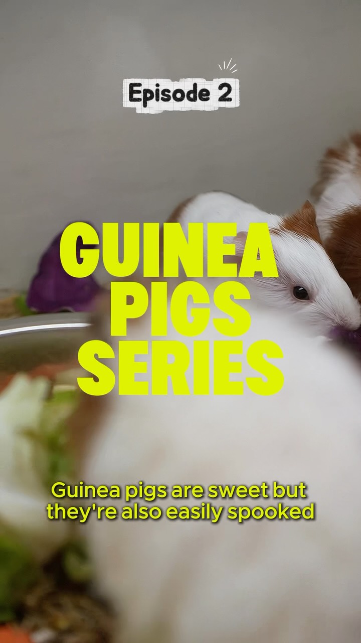 Your Pet’s Happy Place for Premium Care