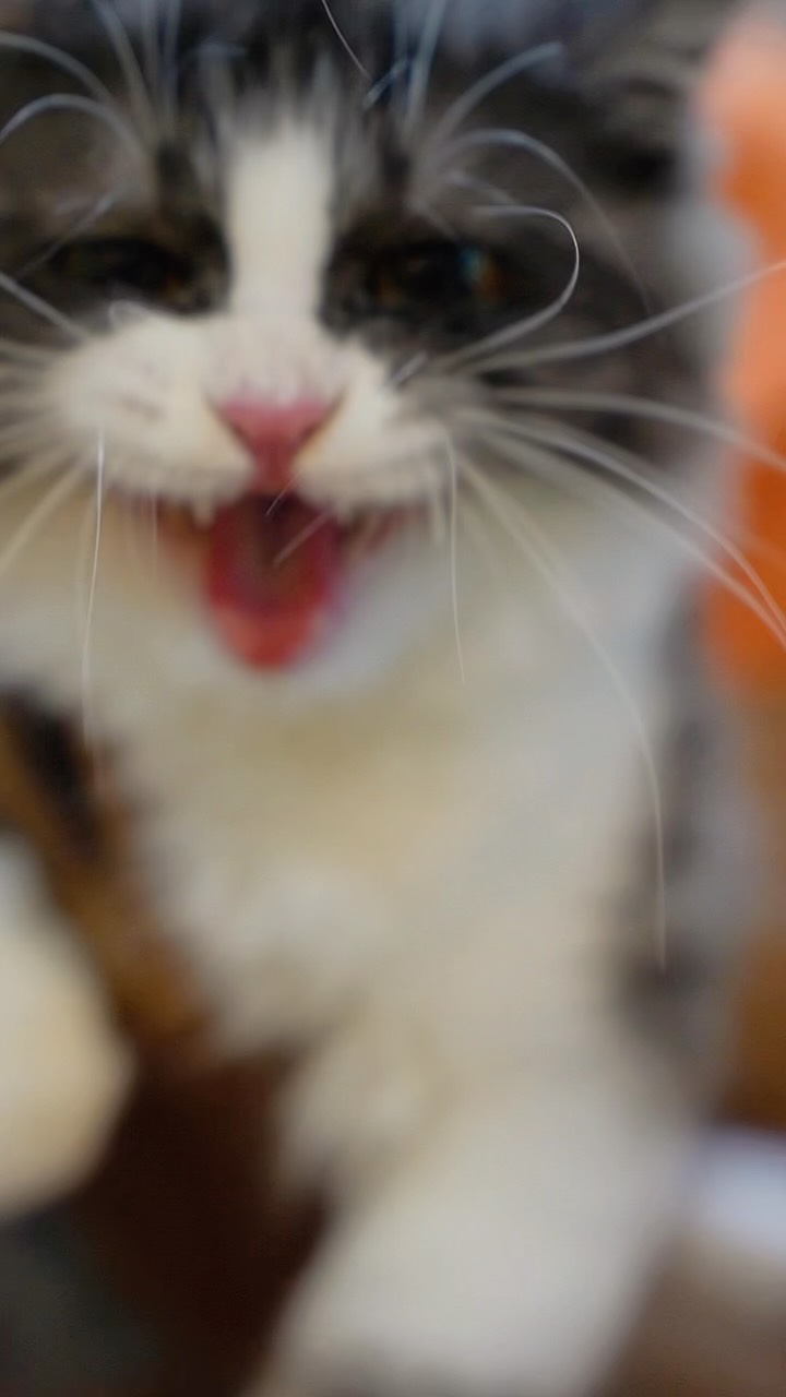 Your Pet’s Happy Place for Premium Care