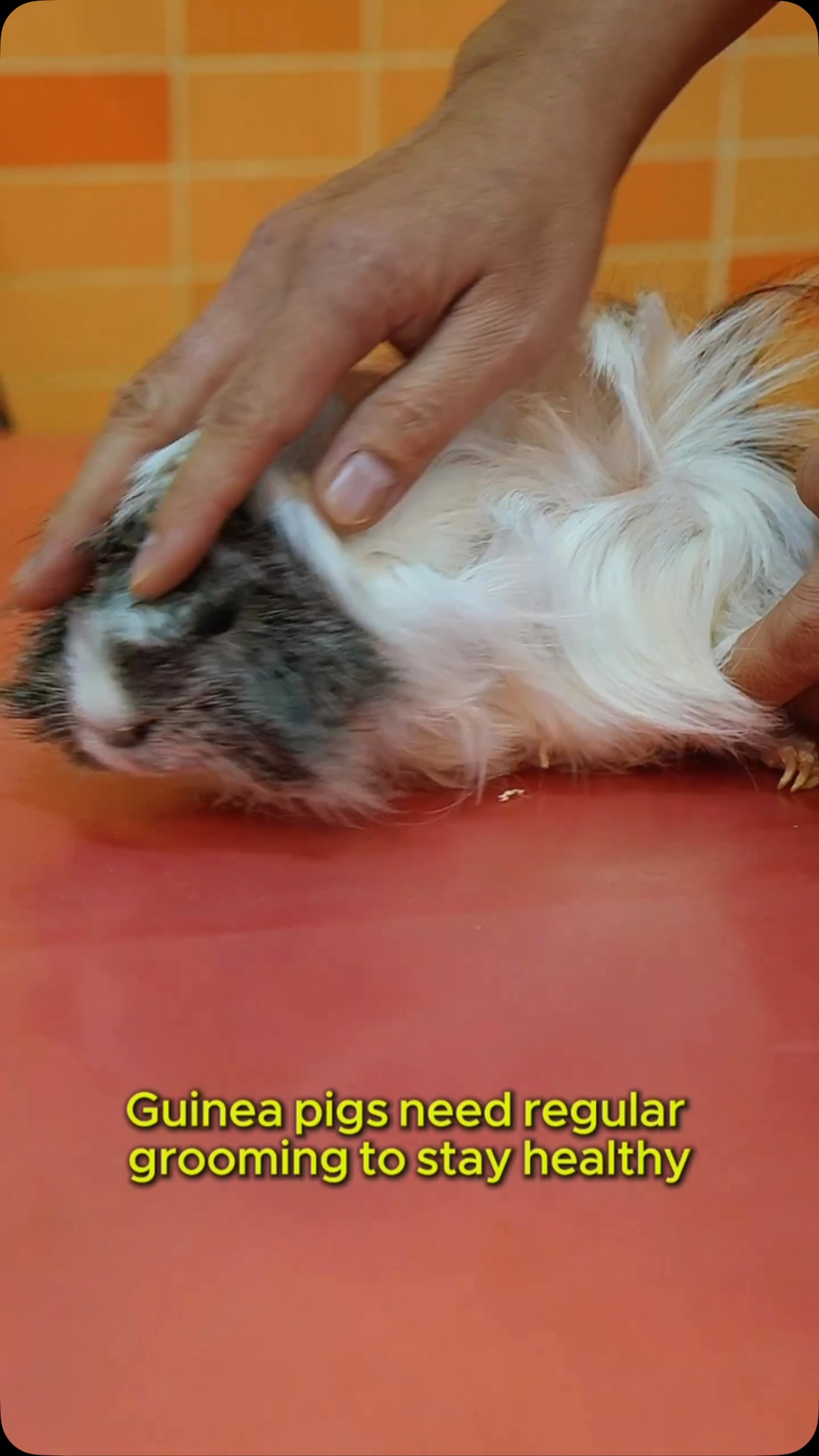 Your Pet’s Happy Place for Premium Care