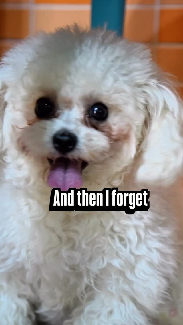 Your Pet’s Happy Place for Premium Care