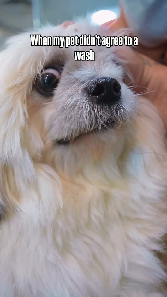 Your Pet’s Happy Place for Premium Care