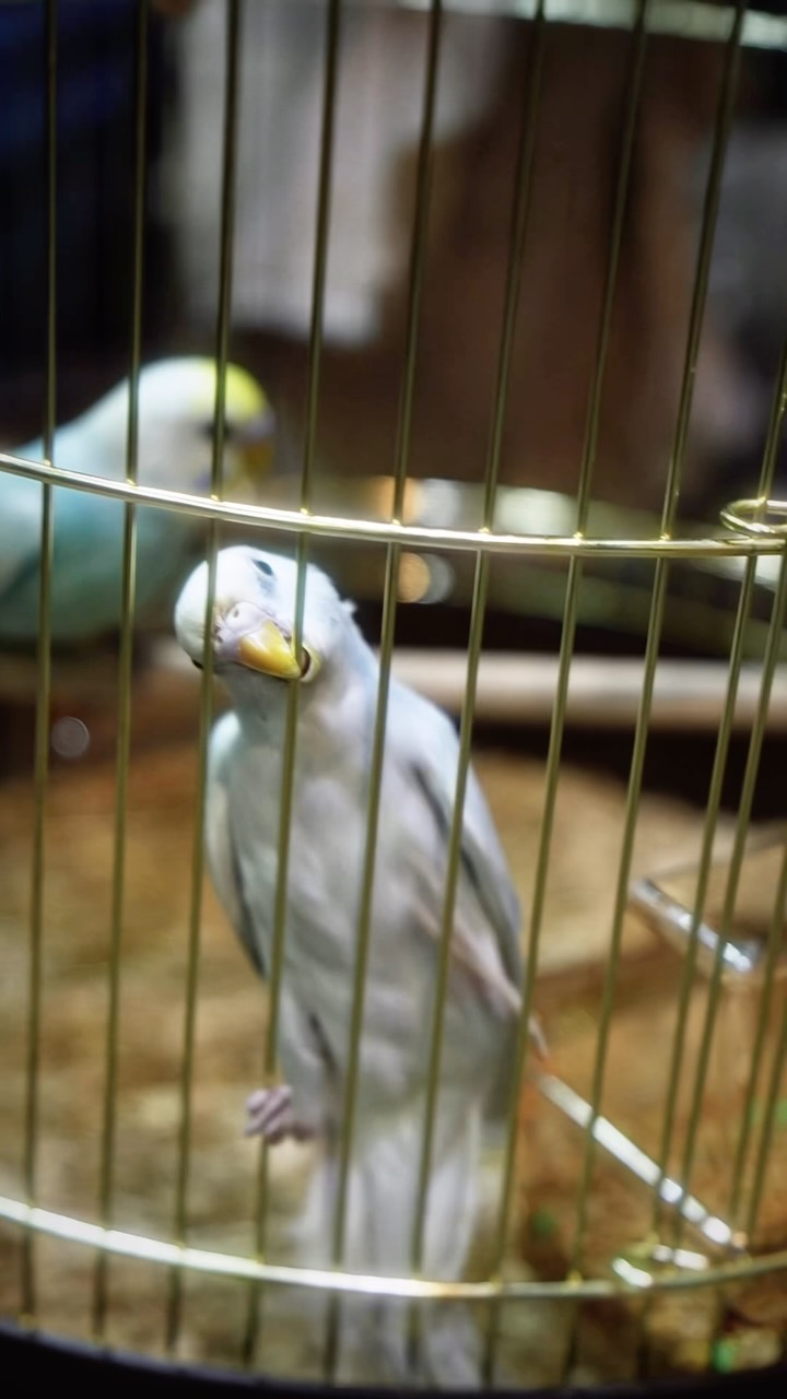 Your Pet’s Happy Place for Premium Care