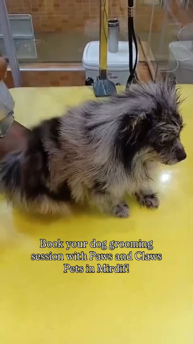 Your Pet’s Happy Place for Premium Care