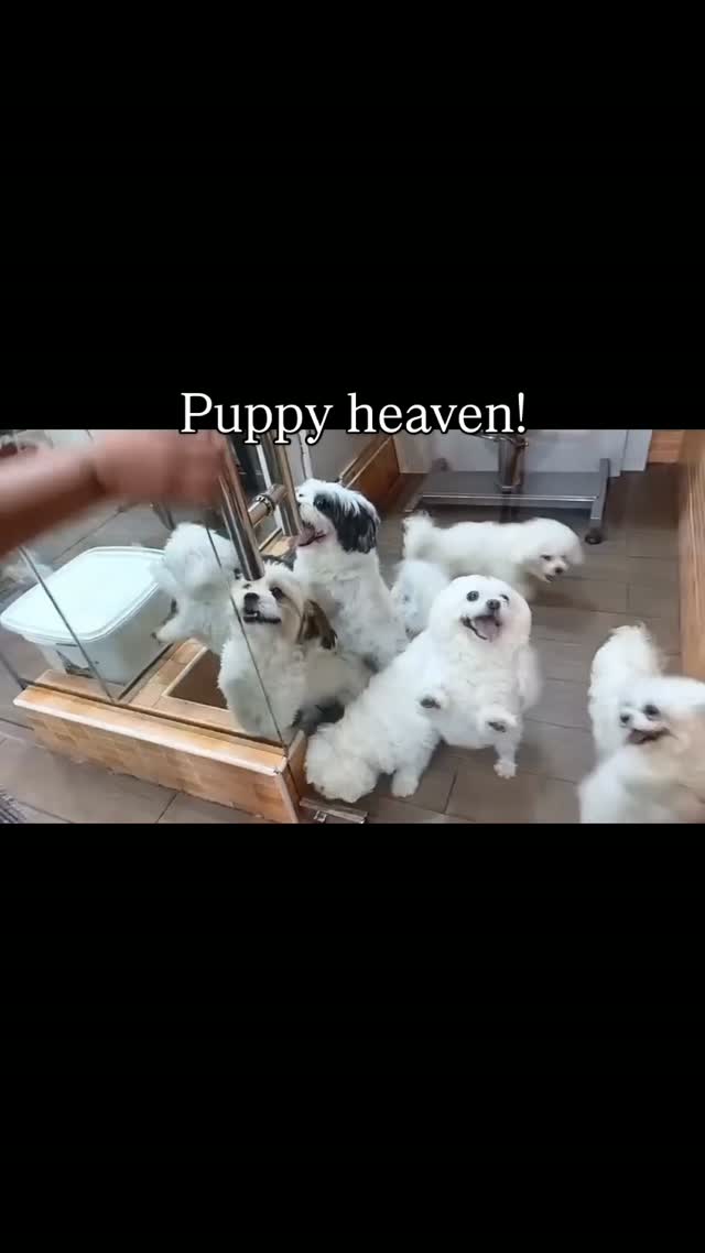 Your Pet’s Happy Place for Premium Care