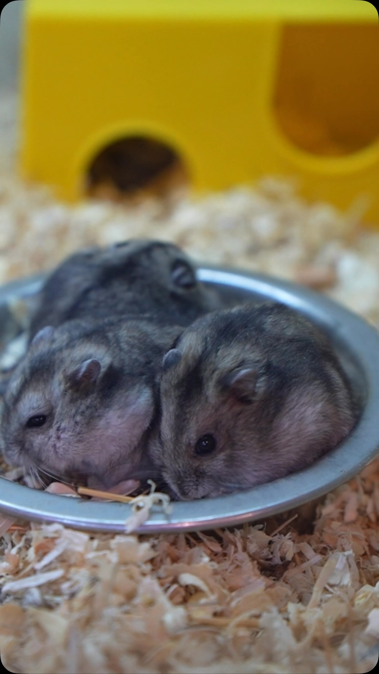 Your Pet’s Happy Place for Premium Care