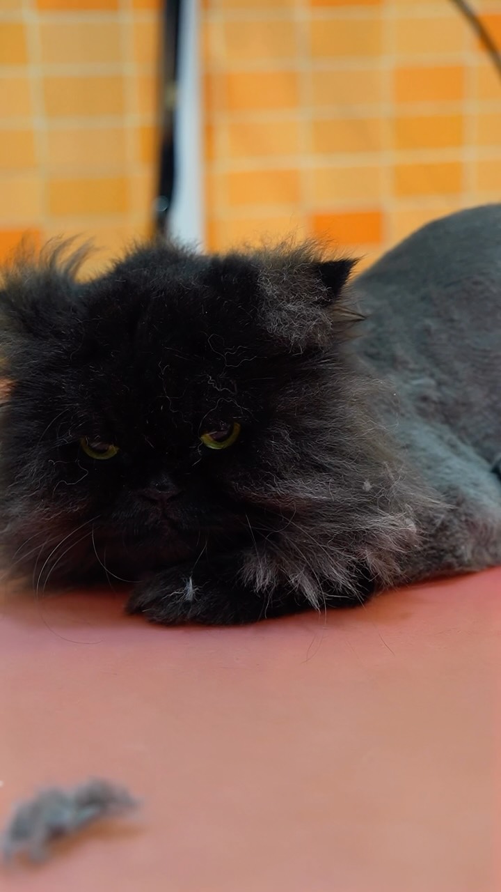 Your Pet’s Happy Place for Premium Care