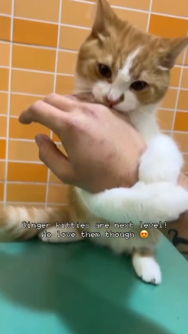 Your Pet’s Happy Place for Premium Care