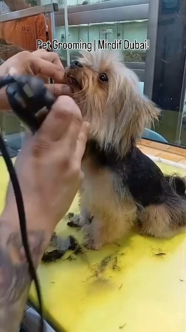 Your Pet’s Happy Place for Premium Care