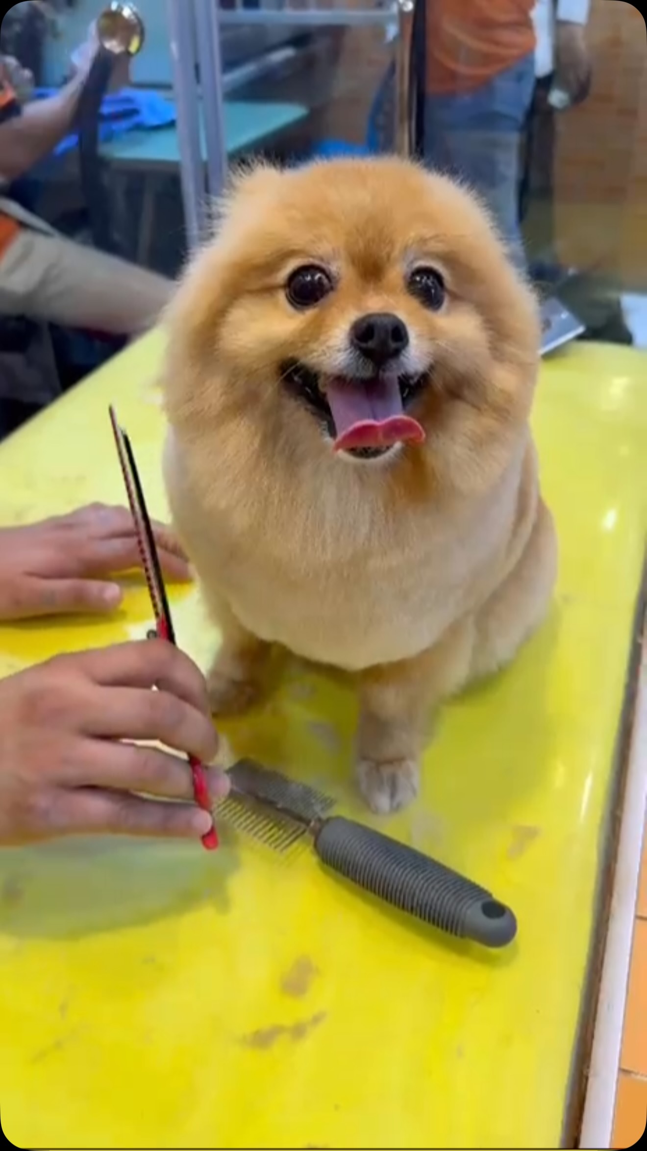 Your Pet’s Happy Place for Premium Care