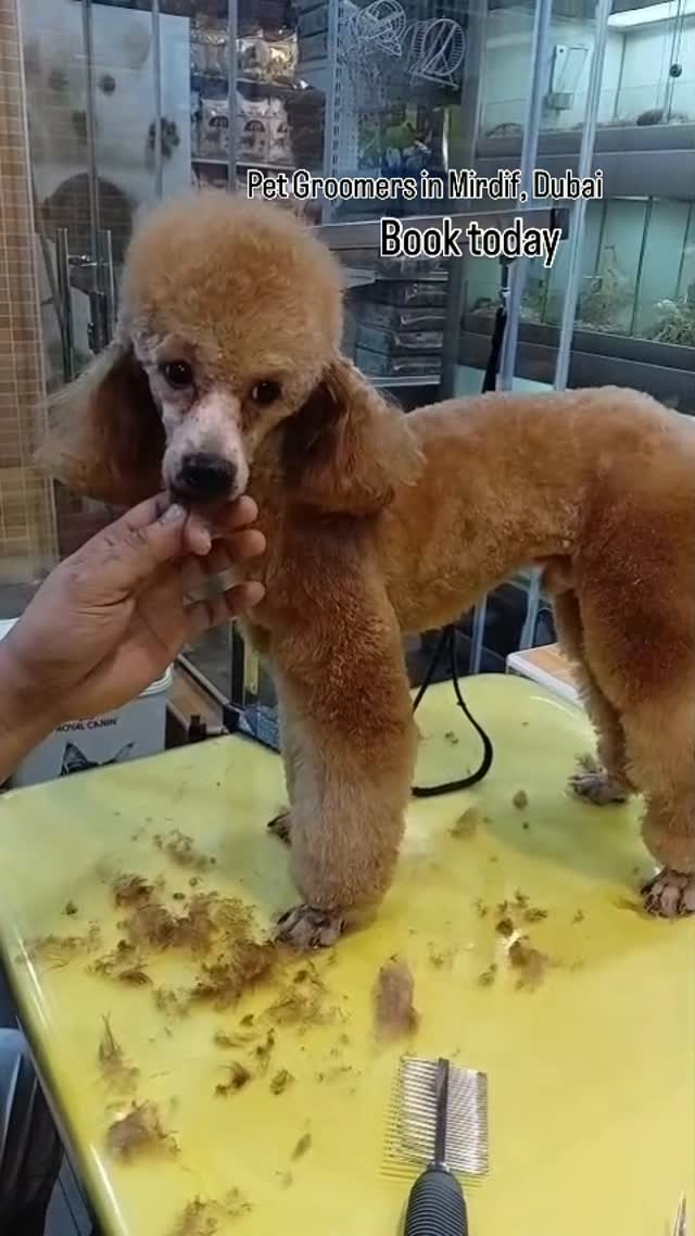Your Pet’s Happy Place for Premium Care