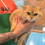 Your Pet’s Happy Place for Premium Care