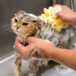 Your Pet’s Happy Place for Premium Care
