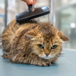 Your Pet’s Happy Place for Premium Care