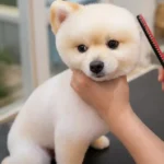 Your Pet’s Happy Place for Premium Care